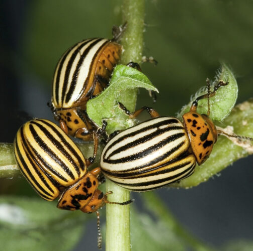 Forget the calendar: This method reveals the ideal time to tackle garden pests